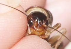 Anurogryllus celerinictus