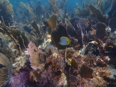 Chaetodon ocellatus