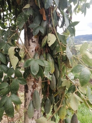 Passiflora tarminiana