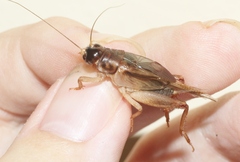 Anurogryllus celerinictus