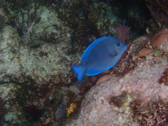 Acanthurus coeruleus