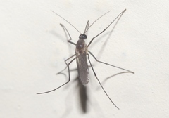 Wyeomyia