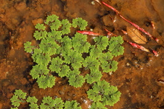 Azolla