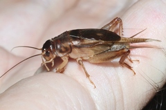 Anurogryllus celerinictus