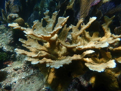 Acropora palmata