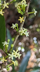 Cyclophyllum rostellatum