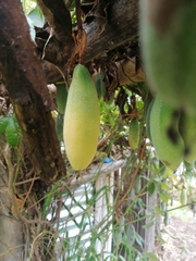 Passiflora tarminiana