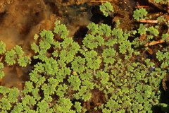 Azolla