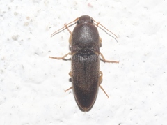 Heteroderes amplicollis