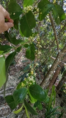 Cyclophyllum rostellatum