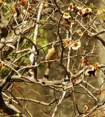 Philemon buceroides
