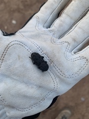 Phloeodes diabolicus