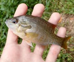 Lepomis auritus