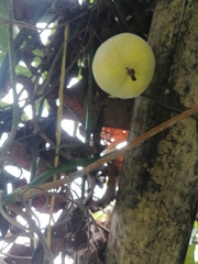 Passiflora tarminiana