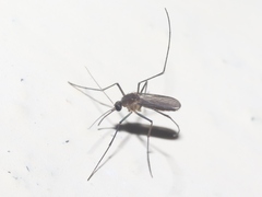 Wyeomyia