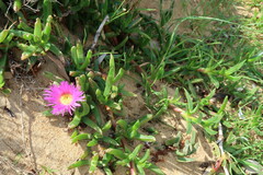 Carpobrotus rossii