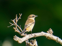Saxicola stejnegeri