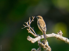 Saxicola stejnegeri