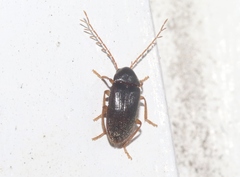 Ptilodactyla
