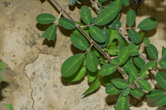 Grona heterocarpos strigosa