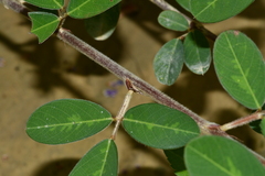 Grona heterocarpos strigosa