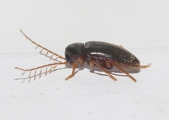 Ptilodactyla