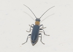 Oedemeridae