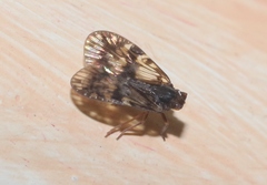 Bothriocera diploneura