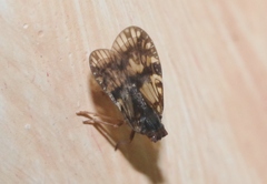 Bothriocera diploneura