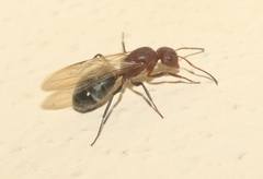 Camponotus planatus