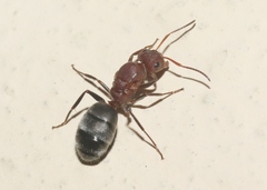 Camponotus planatus