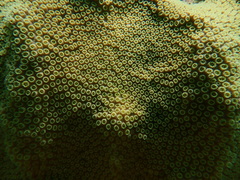 Orbicella faveolata