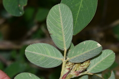 Grona heterocarpos strigosa