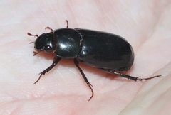 Dyscinetus