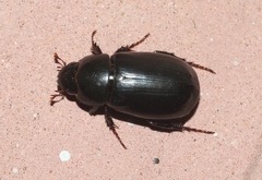 Dyscinetus