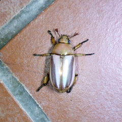 Pelidnota testaceovirens