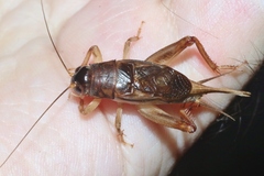Anurogryllus celerinictus