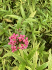 Arachnothryx leucophylla