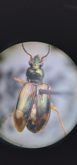Bembidion corgenoma