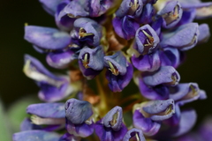 Grona heterocarpos strigosa