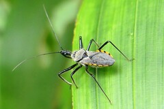 Rhynocoris marginellus