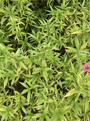 Arachnothryx leucophylla