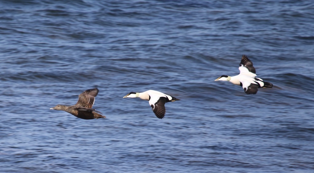 Eider À Duvet