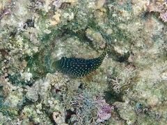 Canthigaster solandri