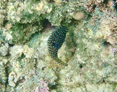Canthigaster solandri