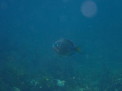 Sparisoma viride