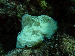 Agaricia agaricites
