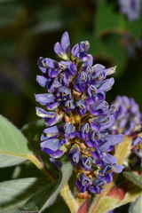 Grona heterocarpos strigosa