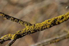 Candelariaceae