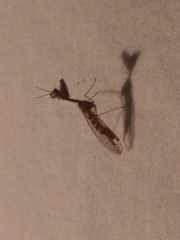 Leptomantispa pulchella